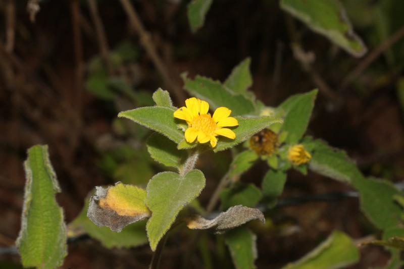 Dimerostemma asperatum