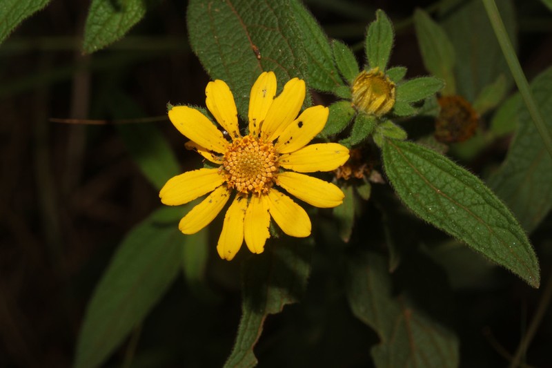 Dimerostemma asperatum photo 2