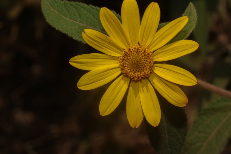 Dimerostemma asperatum photo 3