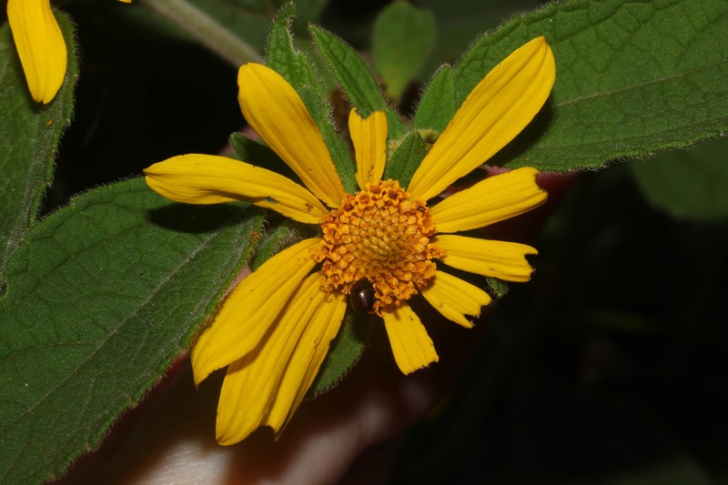 Dimerostemma asperatum photo 4