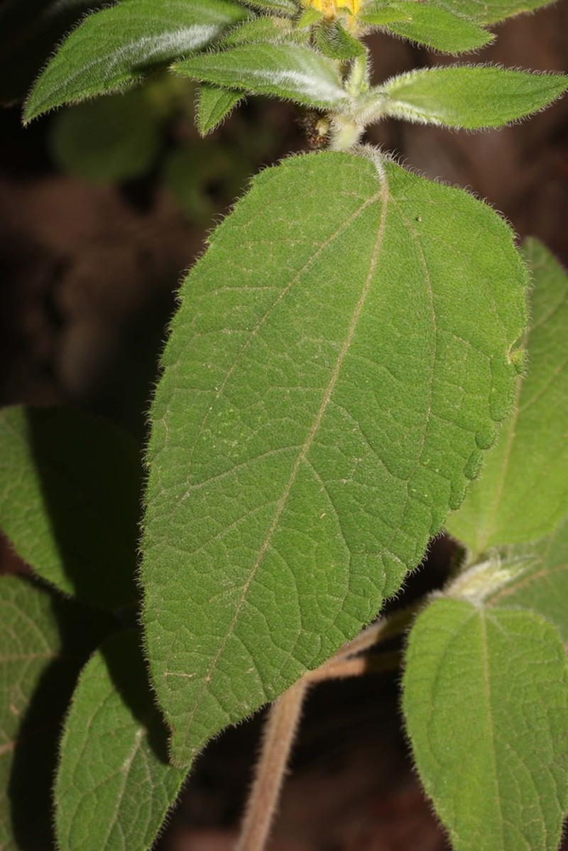 Dimerostemma asperatum photo 5