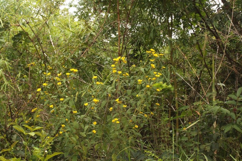Dimerostemma asperatum photo 6