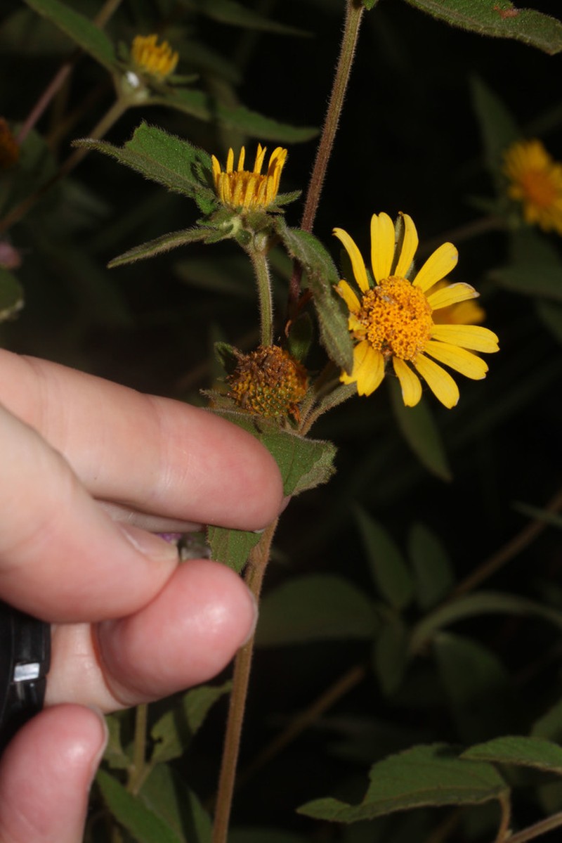 Dimerostemma asperatum photo 7