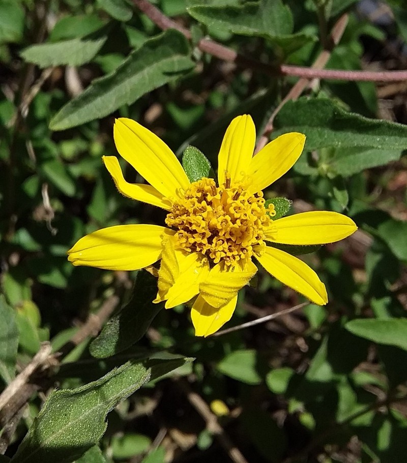 Dimerostemma aspilioides