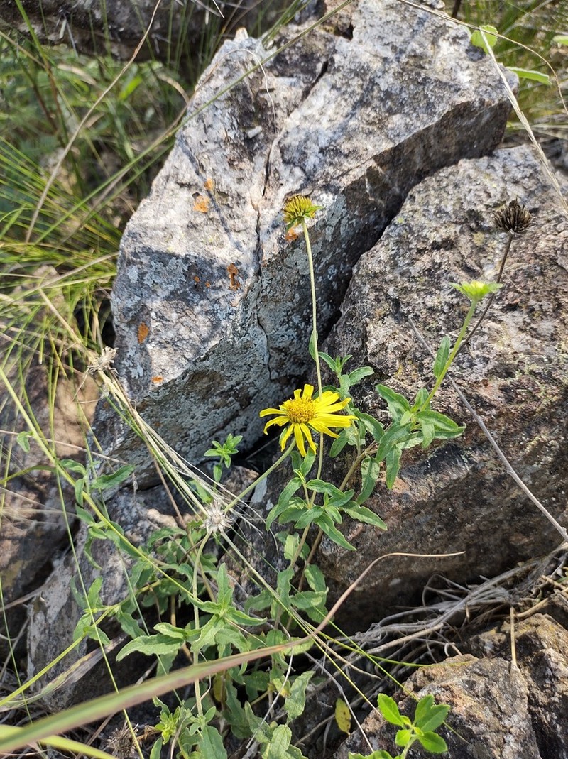 Dimerostemma aspilioides photo 2