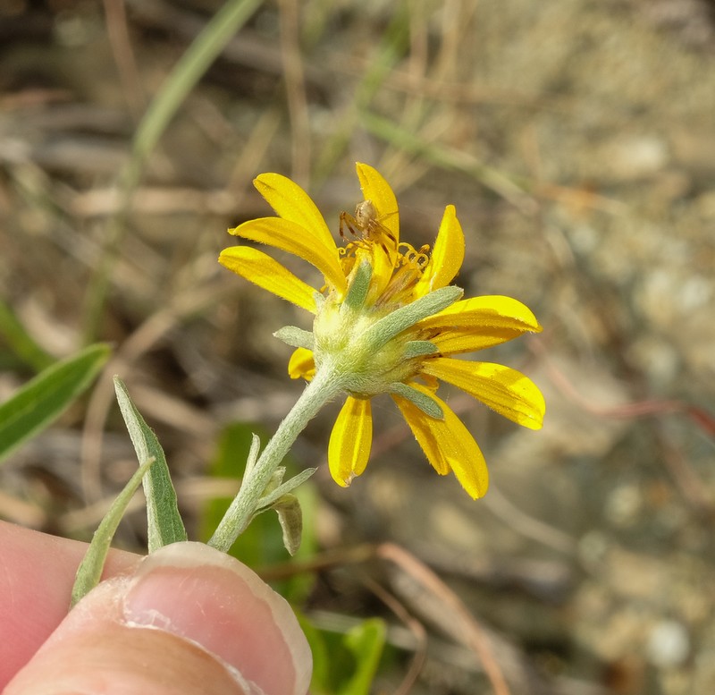 Dimerostemma aspilioides photo 3