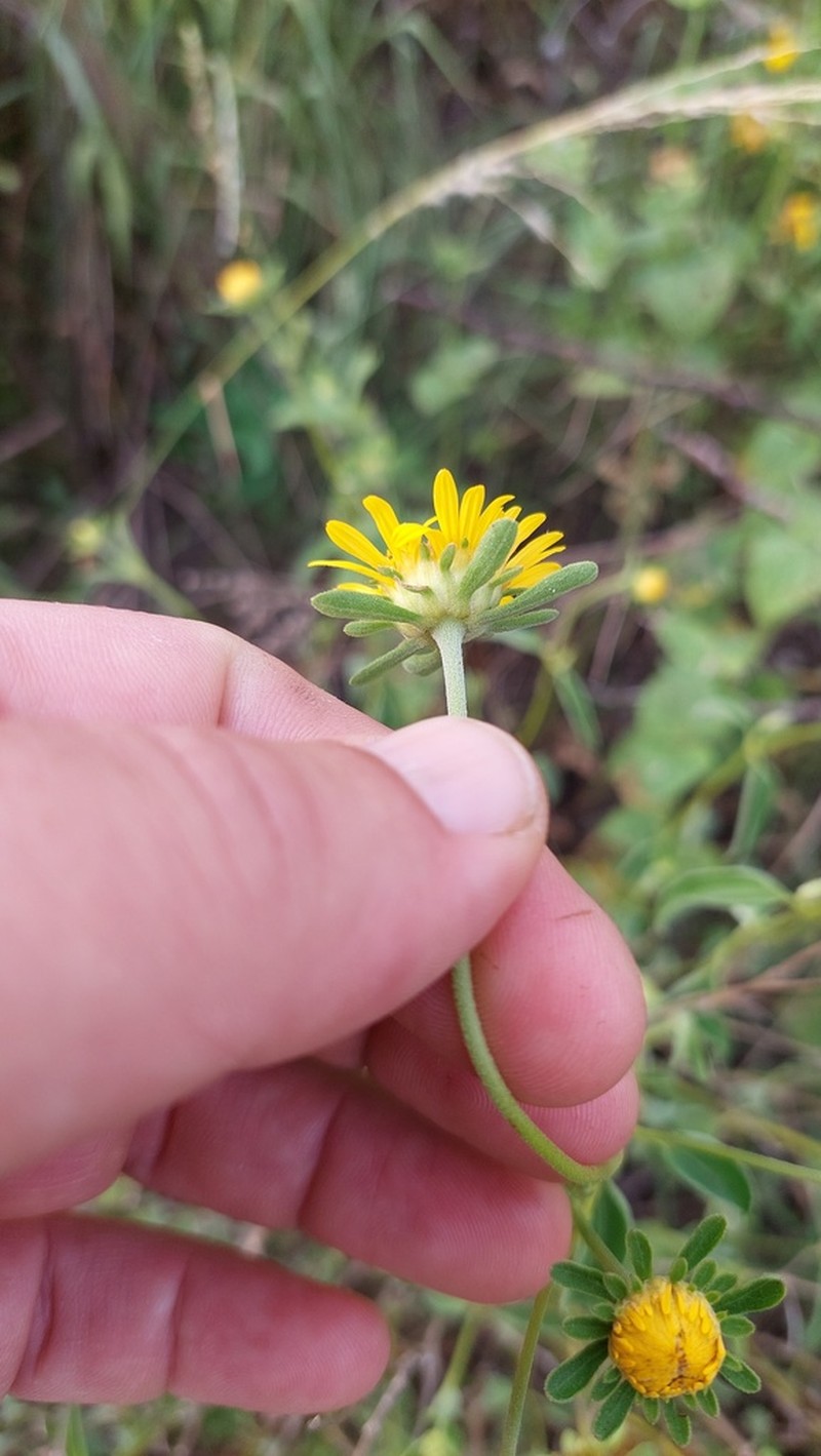 Dimerostemma aspilioides photo 4