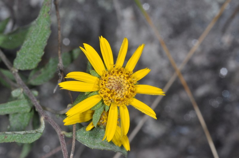 Dimerostemma aspilioides photo 5