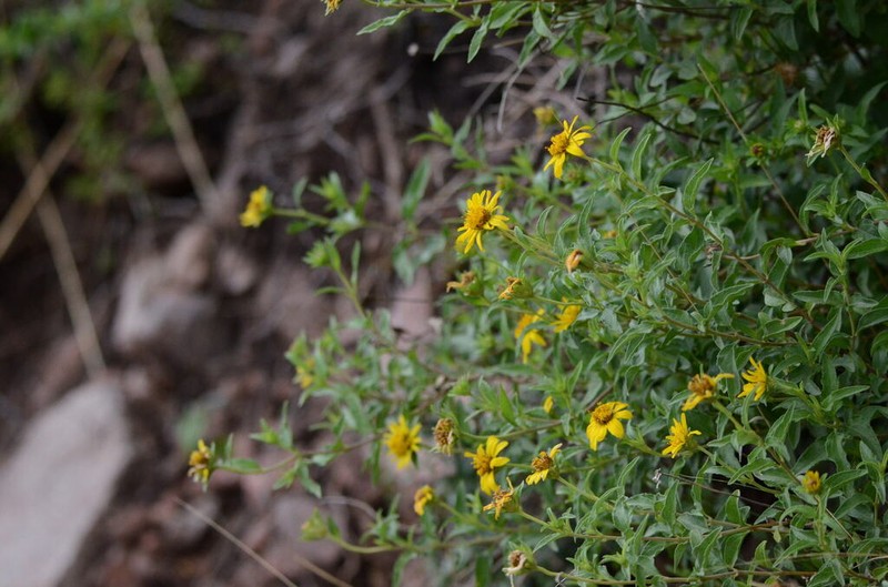 Dimerostemma aspilioides photo 6