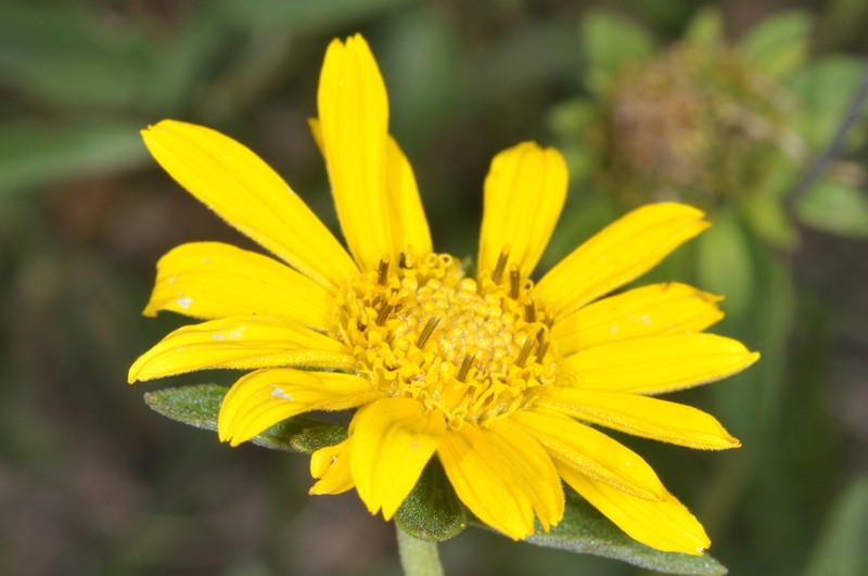 Dimerostemma aspilioides photo 7