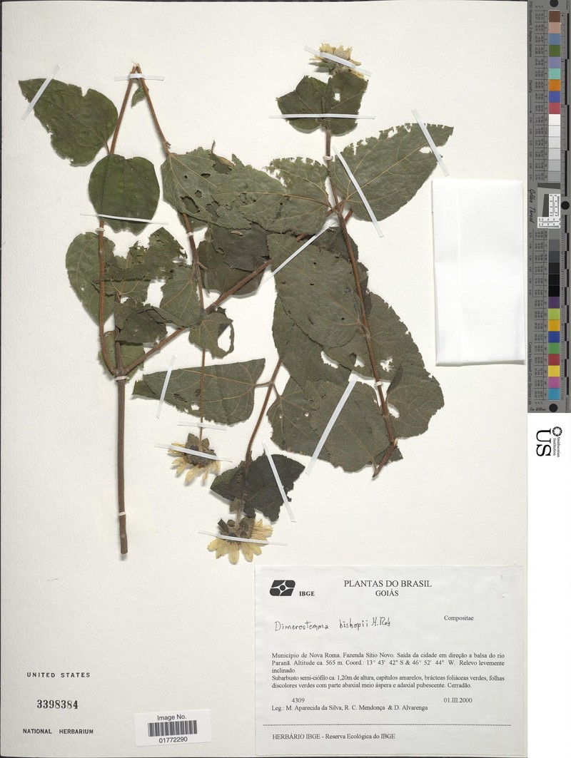 Dimerostemma bishopii
