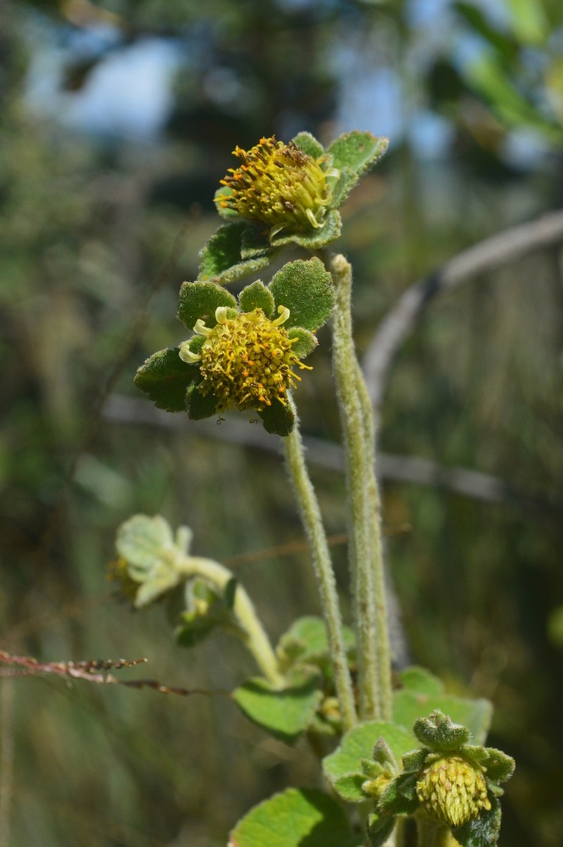 Dimerostemma brasilianum