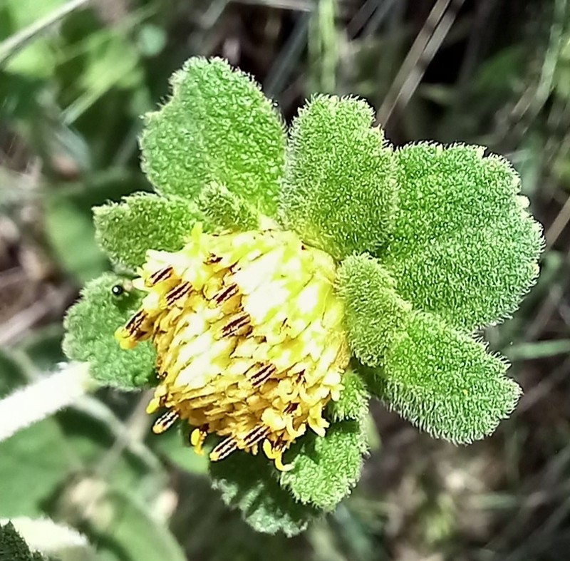 Dimerostemma brasilianum photo 3
