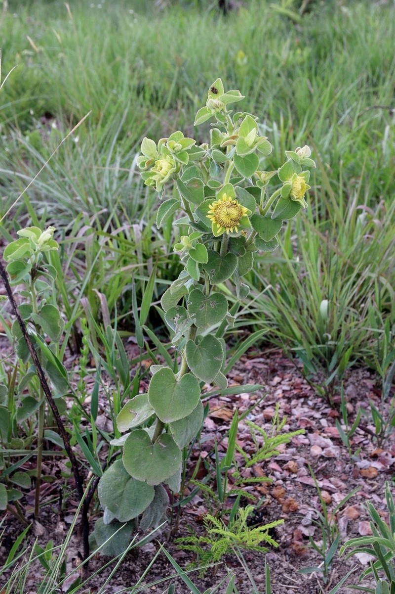 Dimerostemma brasilianum photo 4