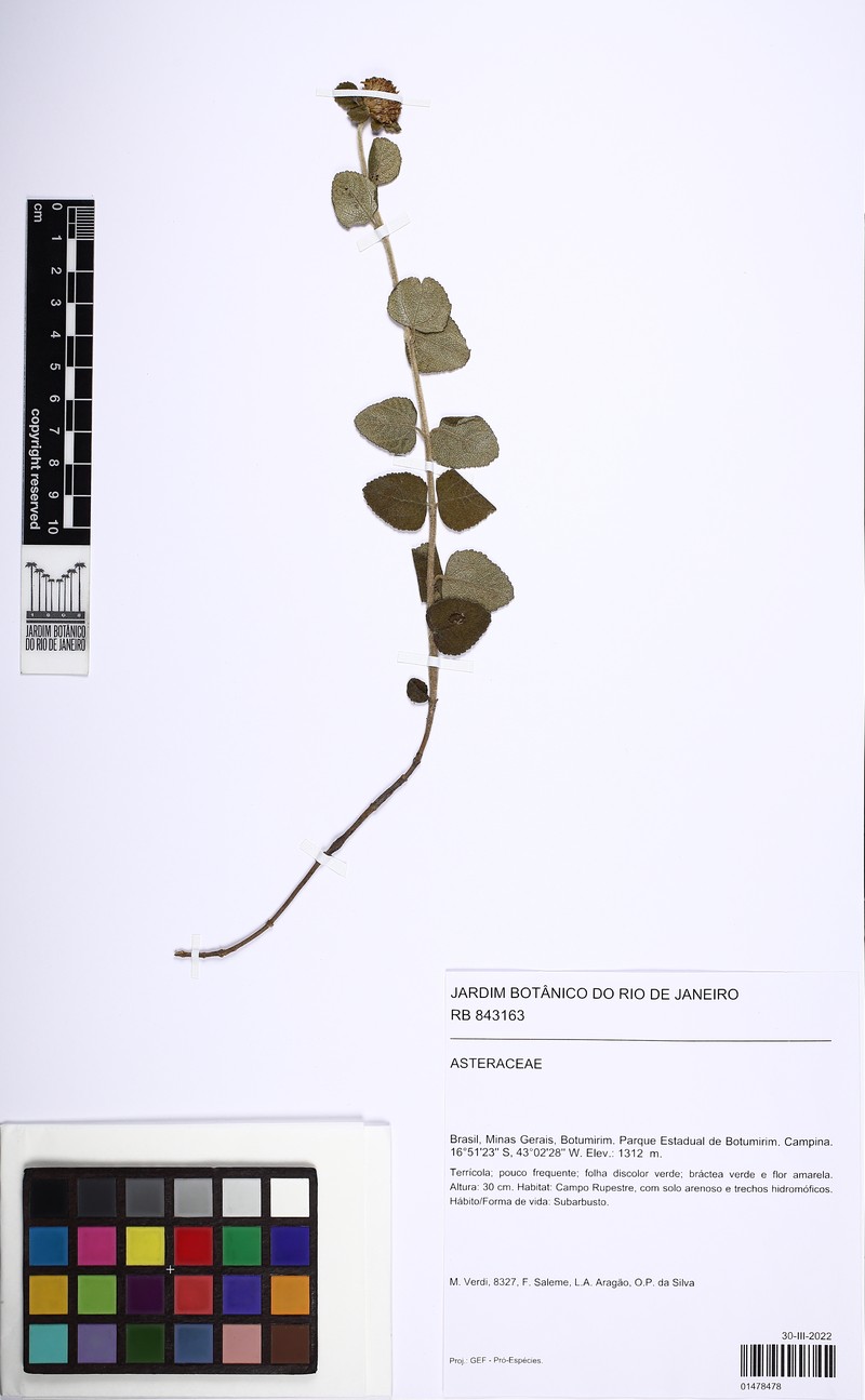 Dimerostemma brasilianum photo 6