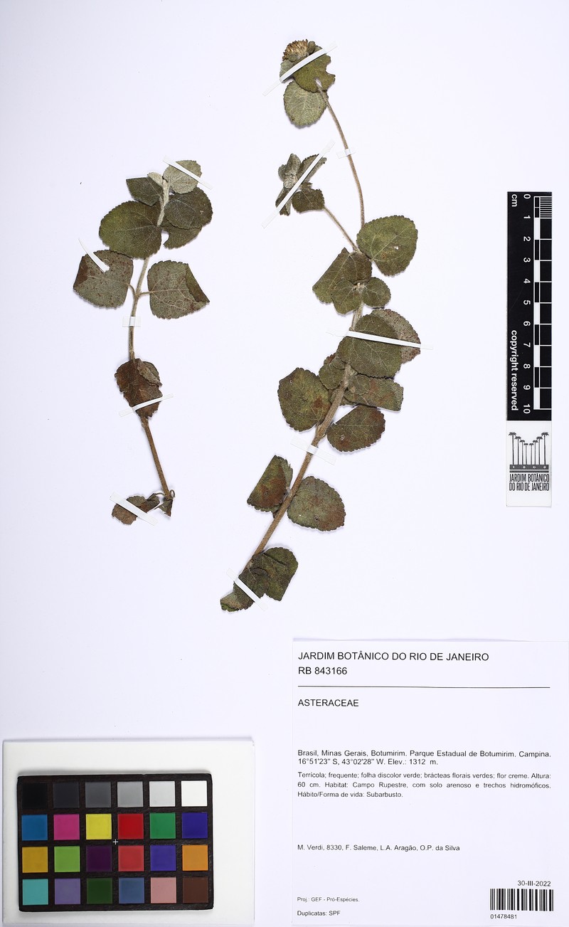 Dimerostemma brasilianum photo 7