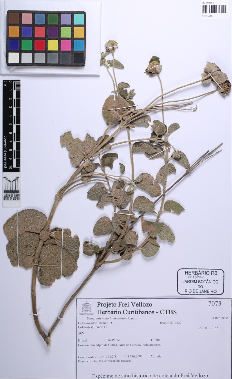 Dimerostemma brasilianum photo 8