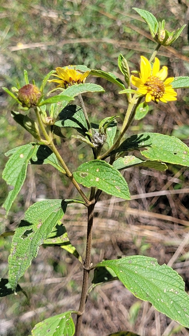 Dimerostemma grazielae photo 2