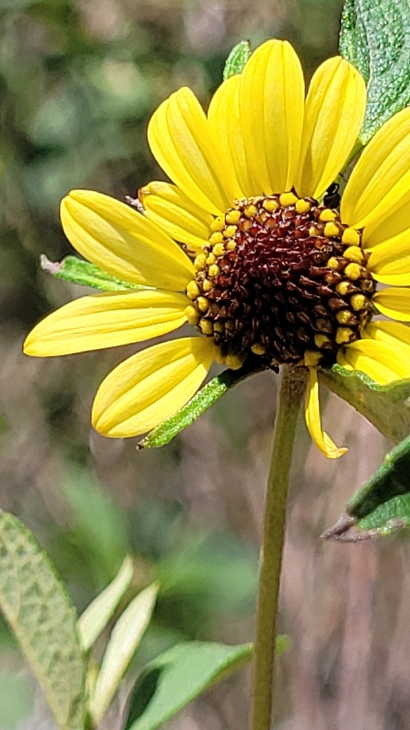 Dimerostemma grazielae photo 3