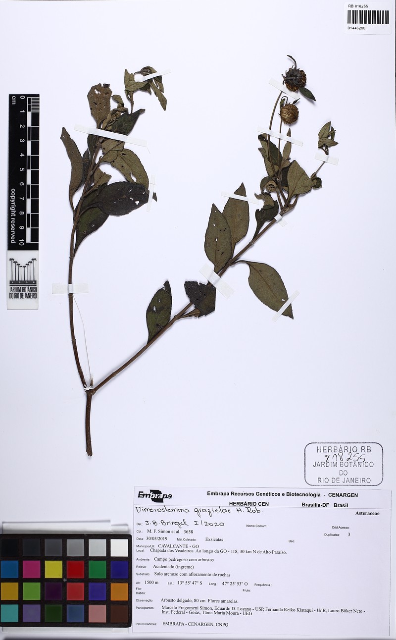 Dimerostemma grazielae photo 4