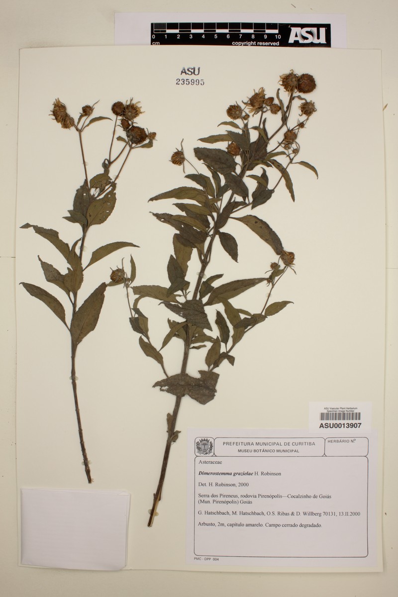 Dimerostemma grazielae photo 6