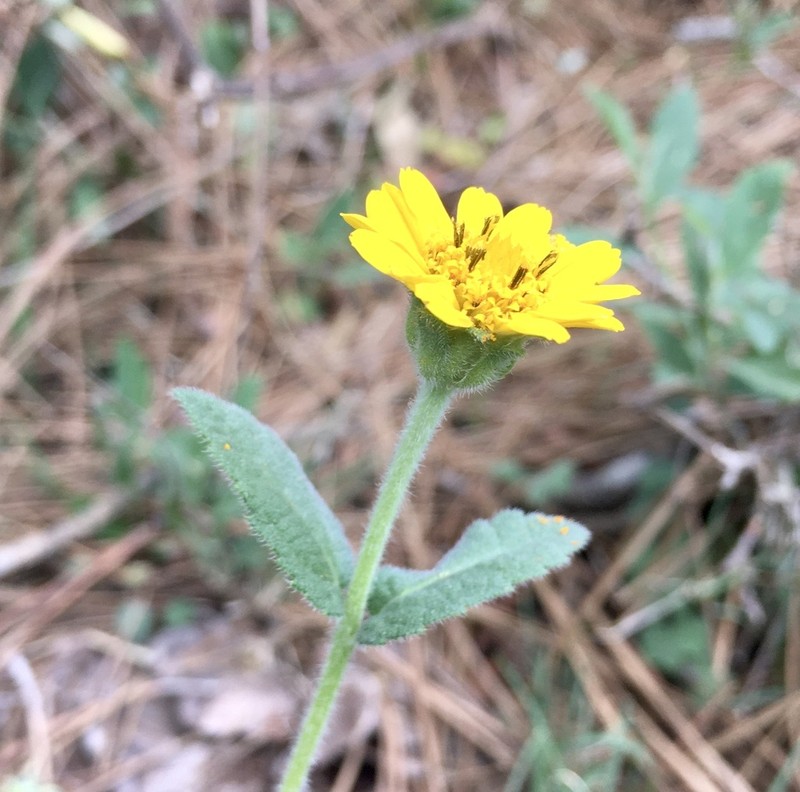 Dimerostemma grisebachii