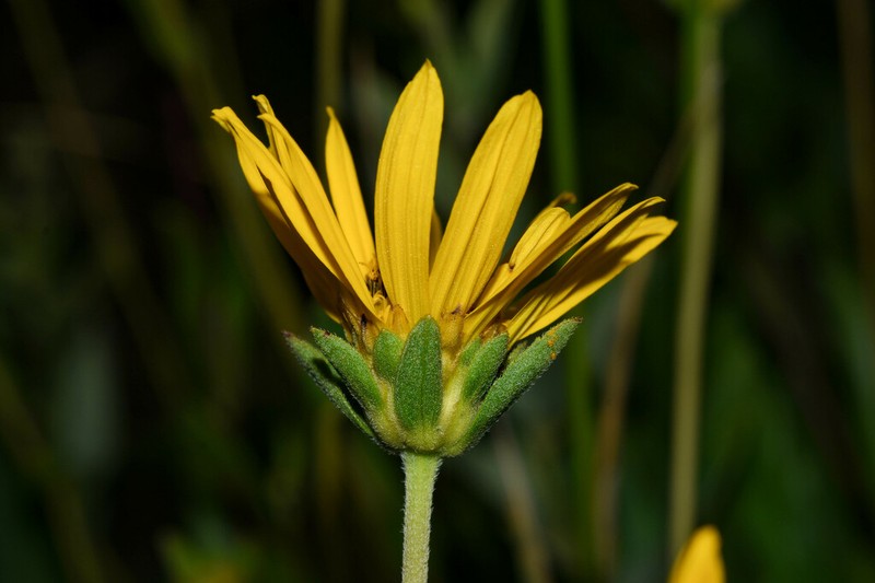 Dimerostemma grisebachii photo 2