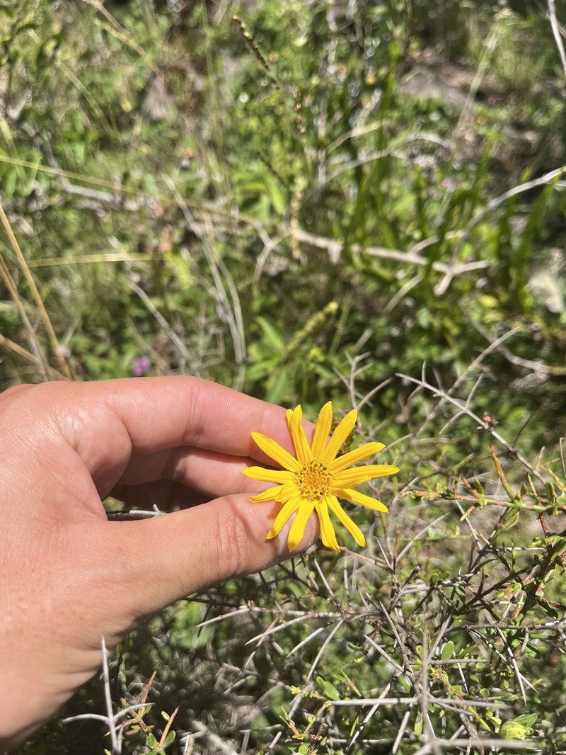 Dimerostemma grisebachii photo 3