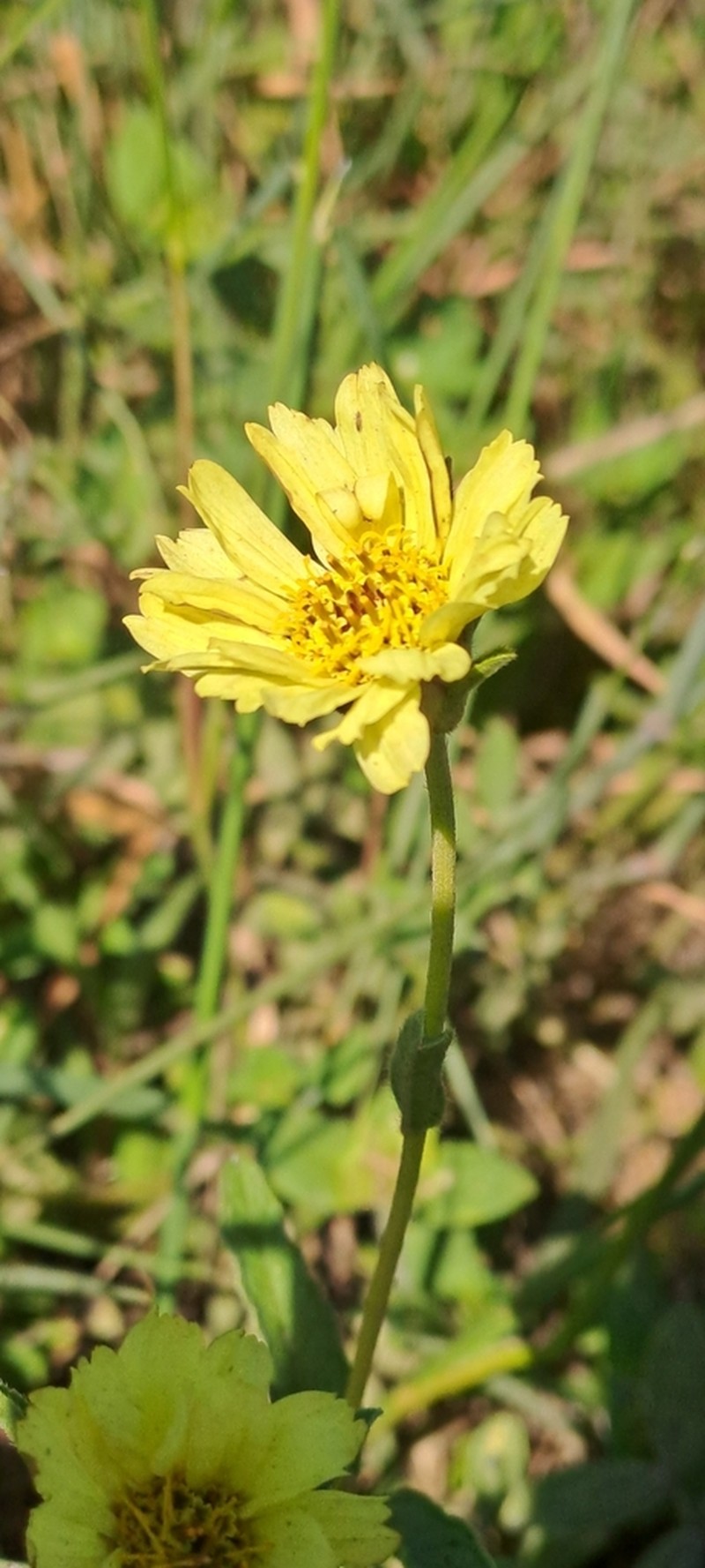 Dimerostemma grisebachii photo 5
