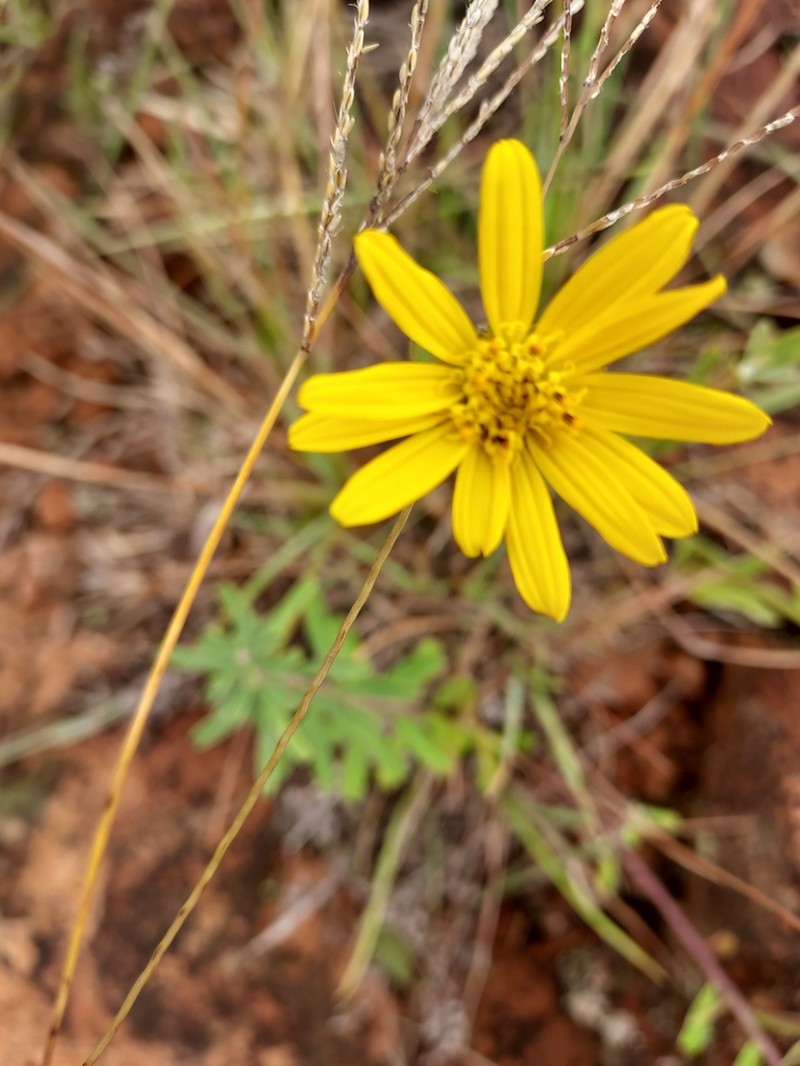 Dimerostemma grisebachii photo 6
