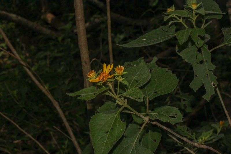 Dimerostemma herzogii
