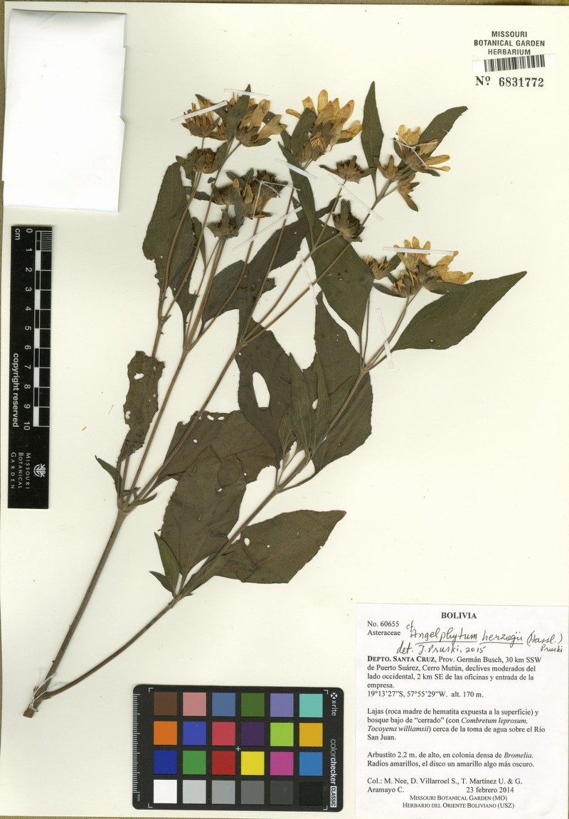 Dimerostemma herzogii photo 2