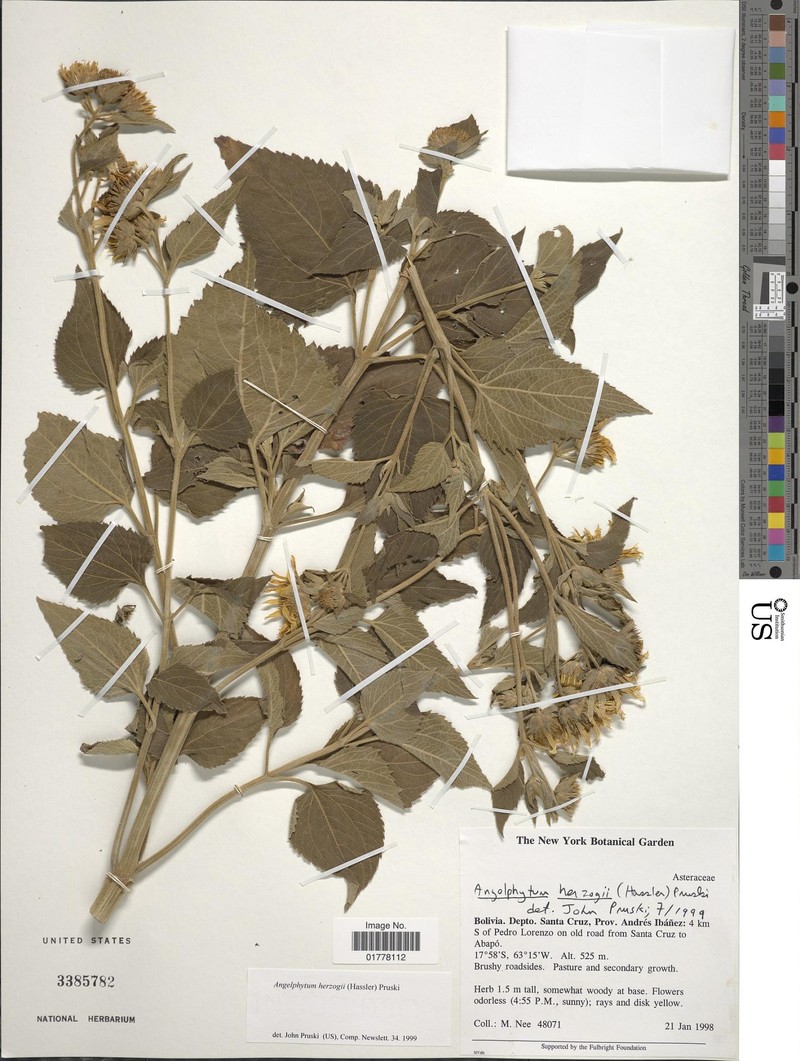 Dimerostemma herzogii photo 3