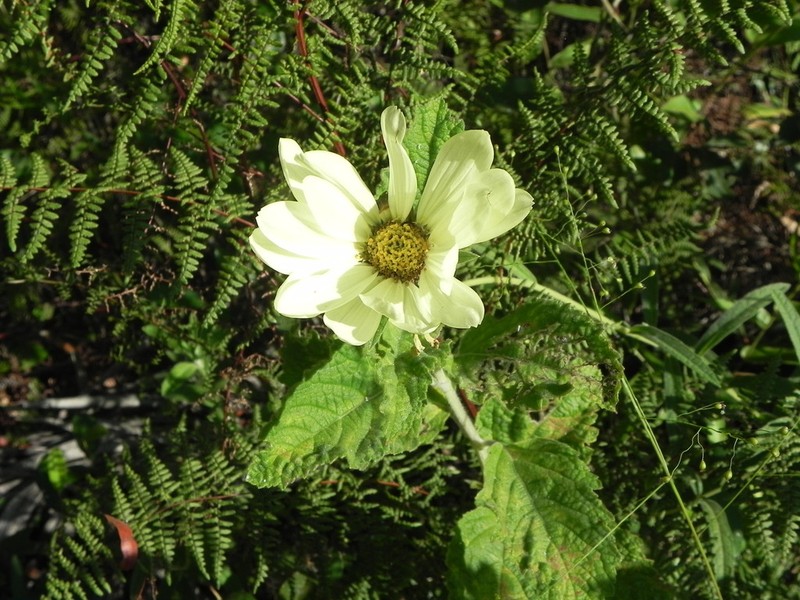 Dimerostemma hieronymi photo 3