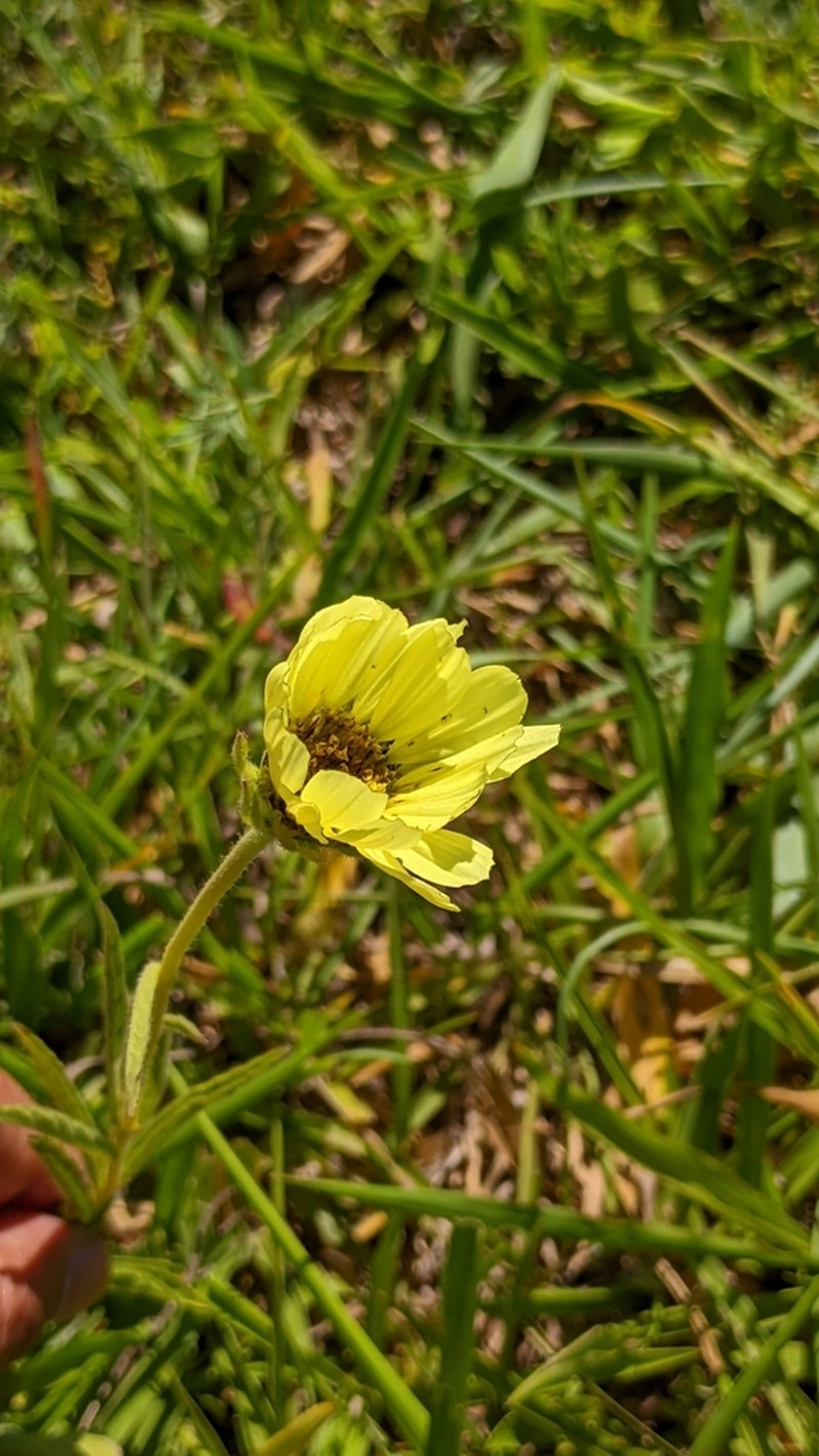 Dimerostemma hieronymi photo 6