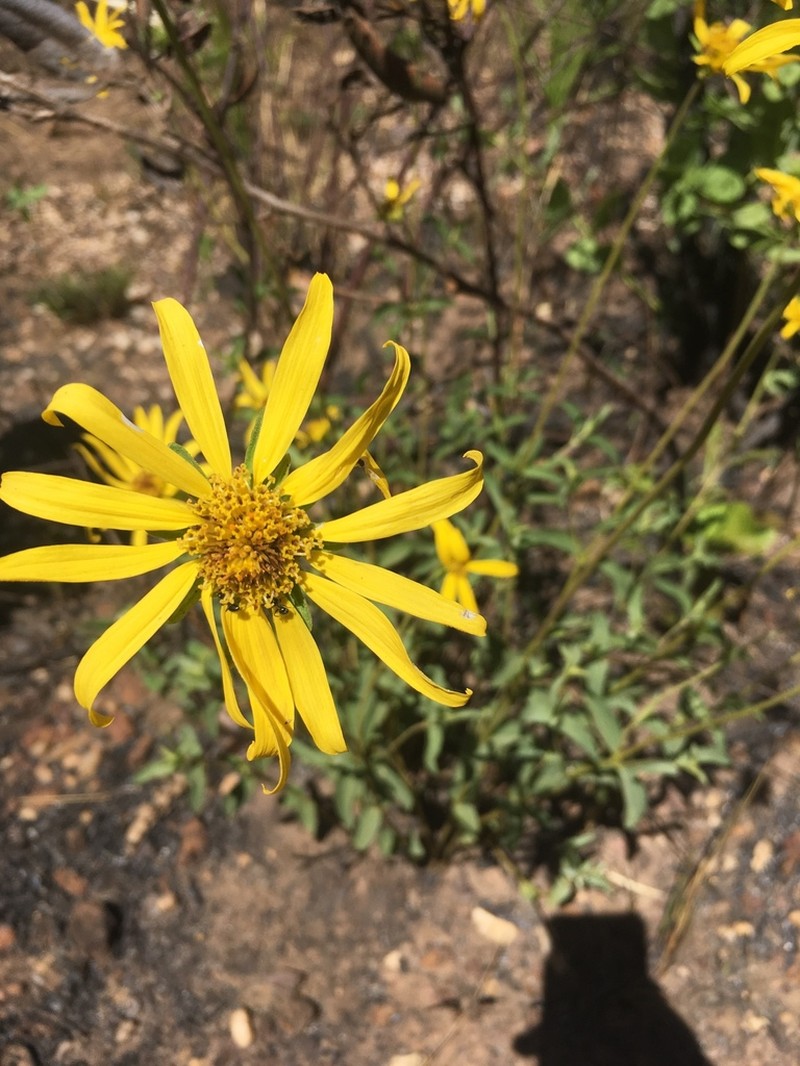 Dimerostemma humboldtianum photo 2