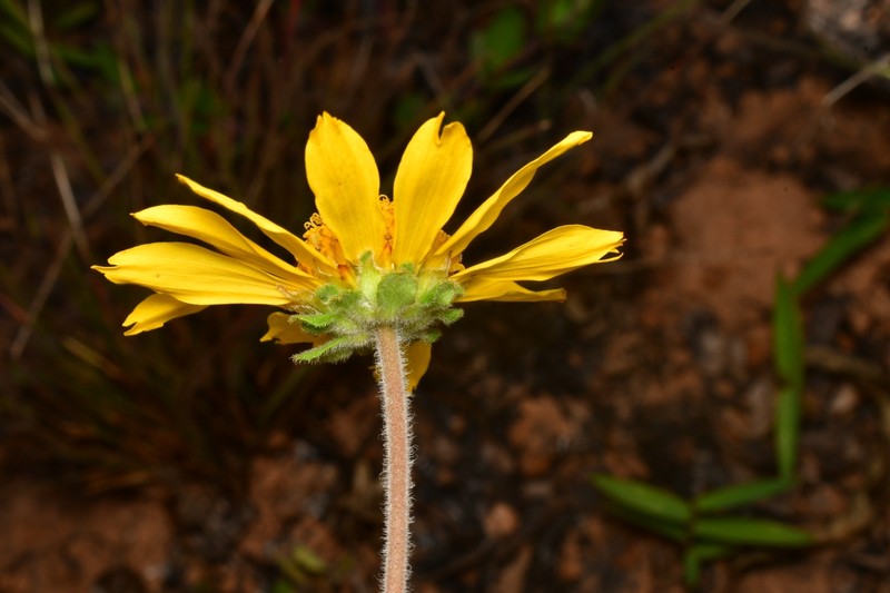 Dimerostemma humboldtianum photo 3