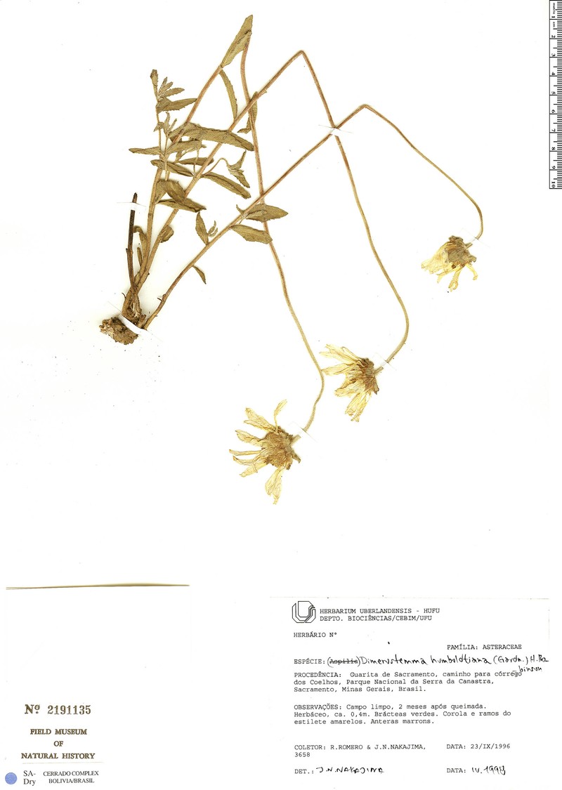 Dimerostemma humboldtianum photo 4