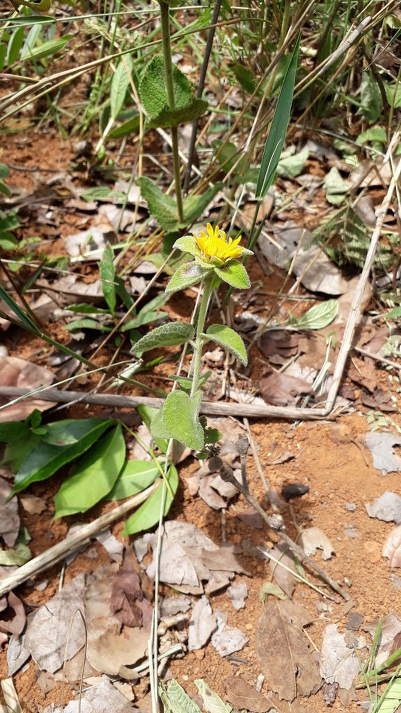 Dimerostemma lippioides