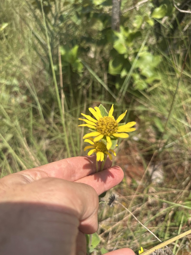 Dimerostemma lippioides photo 2
