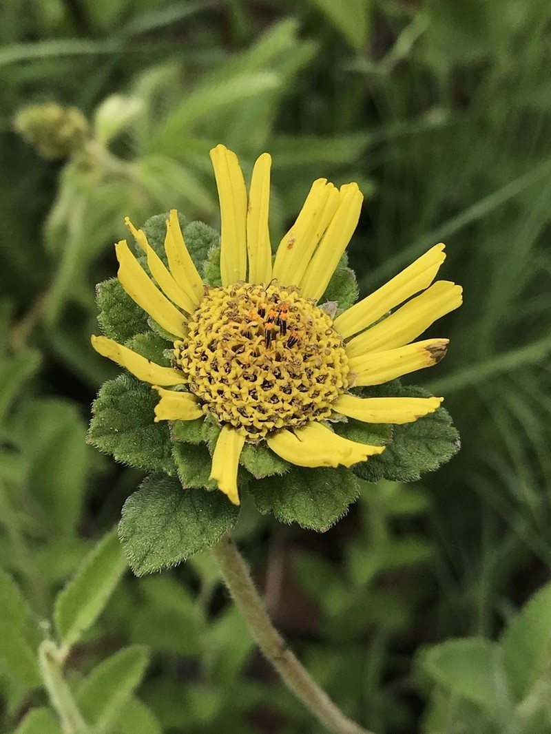 Dimerostemma lippioides photo 3