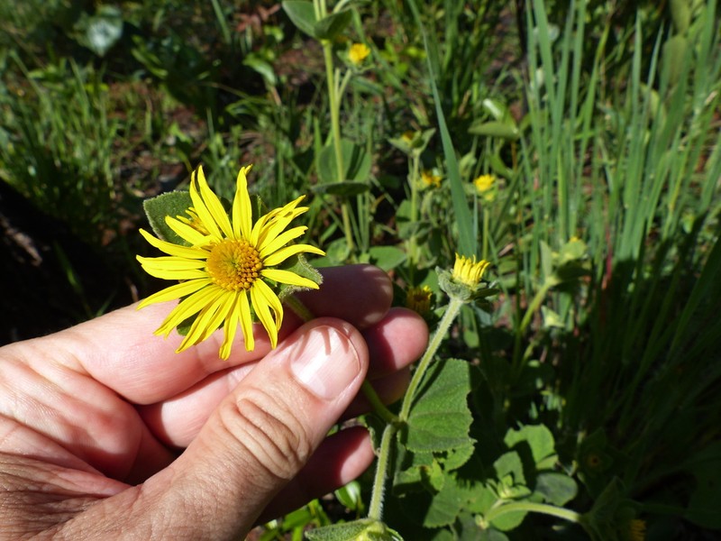 Dimerostemma lippioides photo 4