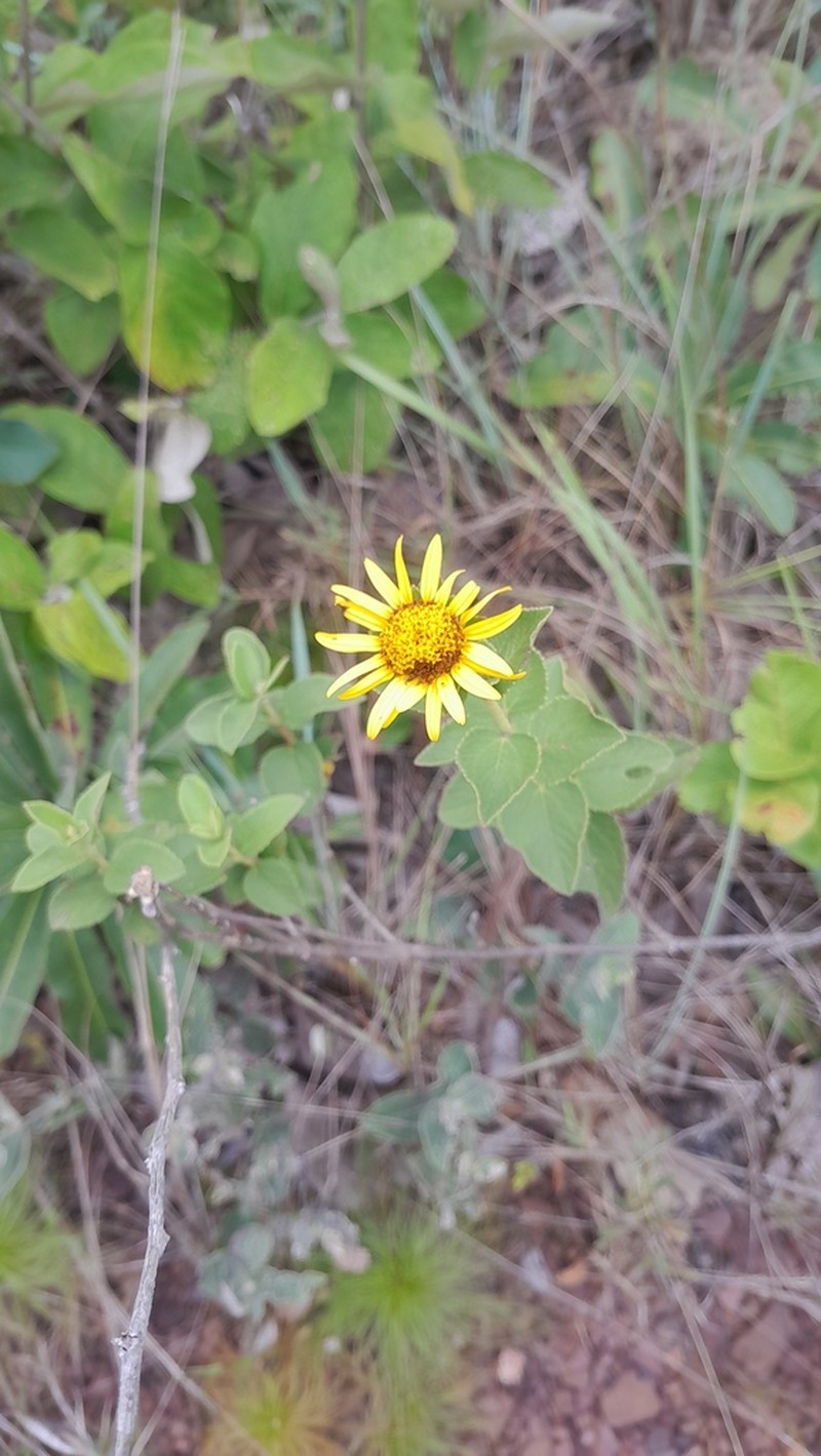 Dimerostemma lippioides photo 5