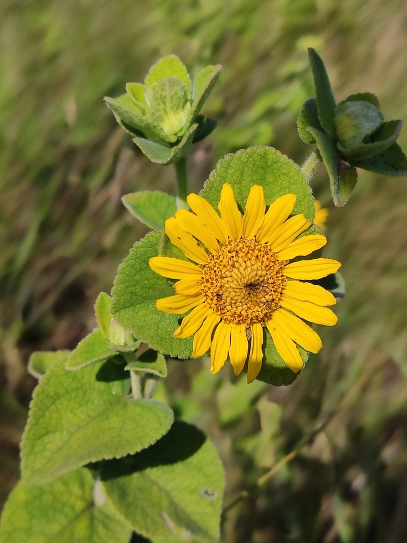 Dimerostemma lippioides photo 6