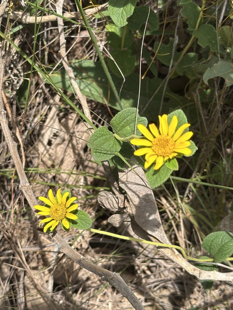 Dimerostemma lippioides photo 7