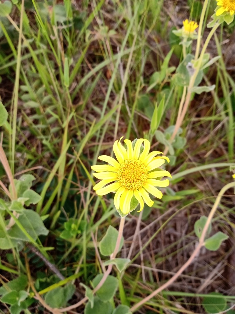 Dimerostemma lippioides photo 8