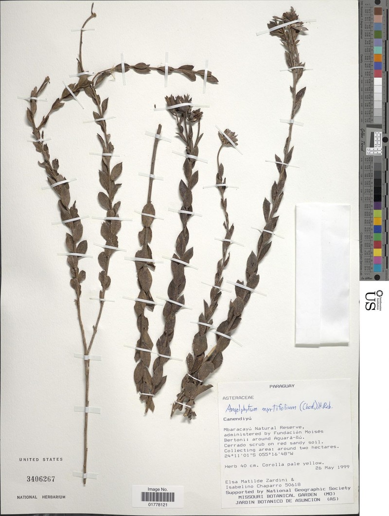 Dimerostemma myrtifolium