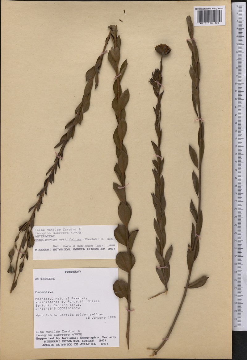 Dimerostemma myrtifolium photo 2
