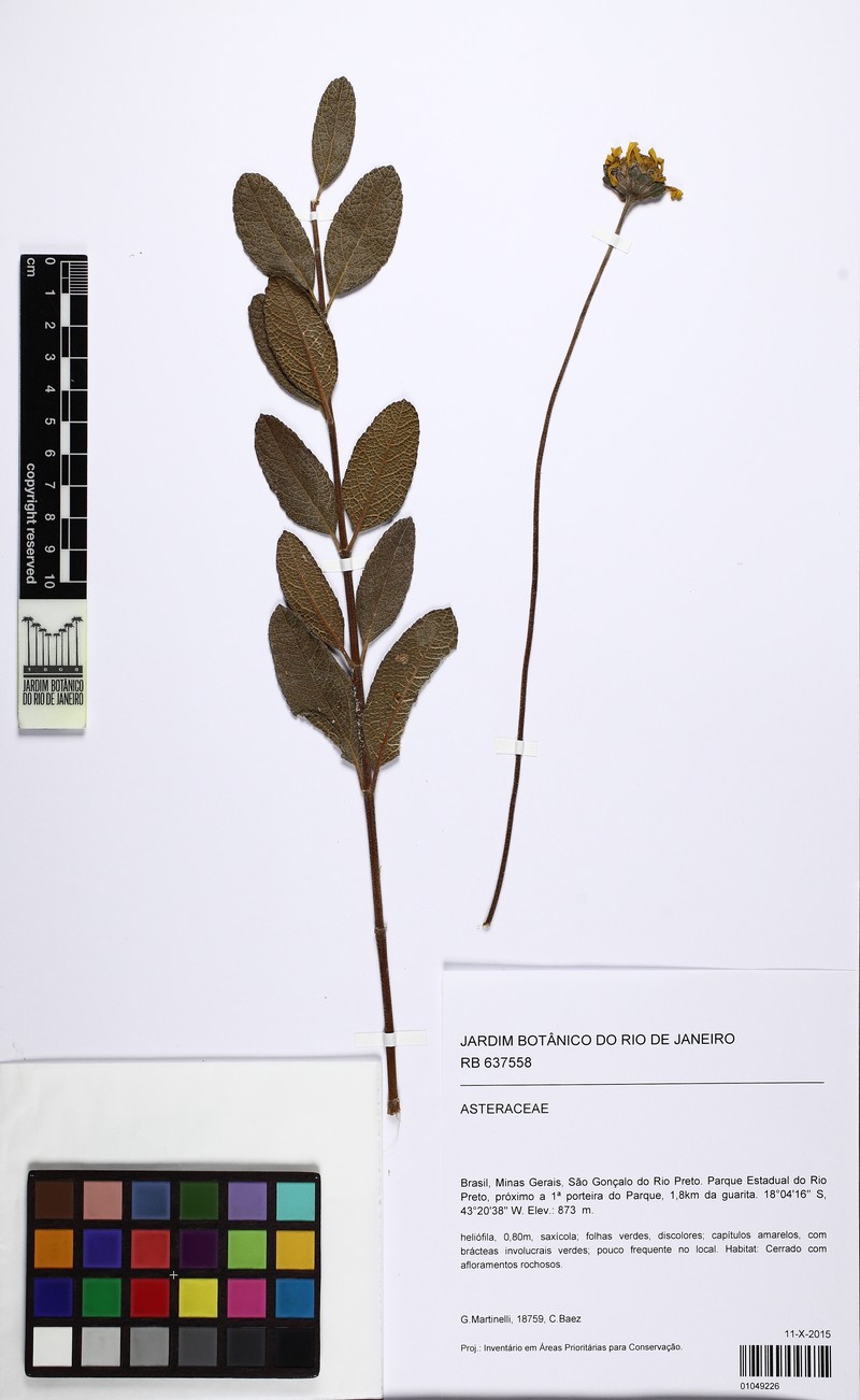 Dimerostemma oblongum