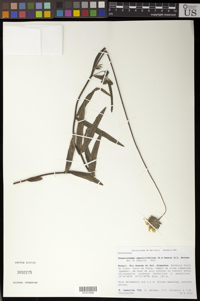 Dimerostemma oppositifolium